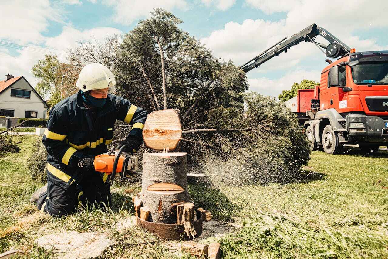 Best Stump Grinding Near Me  in Indiantown, FL